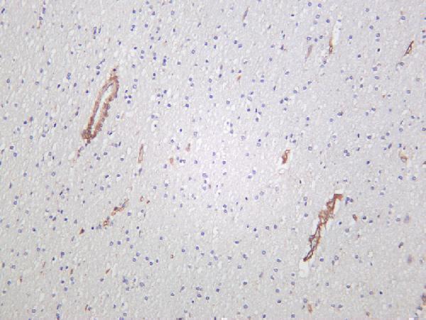 Human brain was stained with anti-IRE1α rabbit antibody