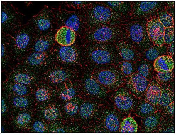 m00684 1 fyn primary antibodies icc testing 2