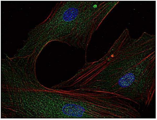 m00684 1 fyn primary antibodies icc testing 3