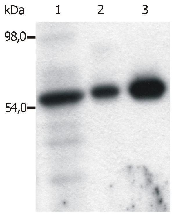 m00684 1 fyn primary antibodies ip testing 4