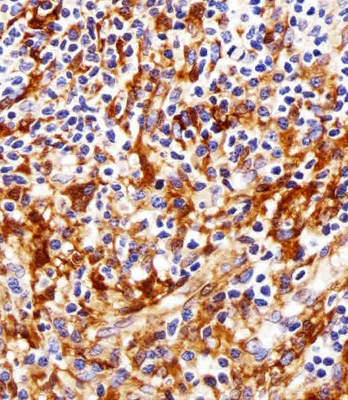 m00684 2 anti fyn antibody ihc p testing 2