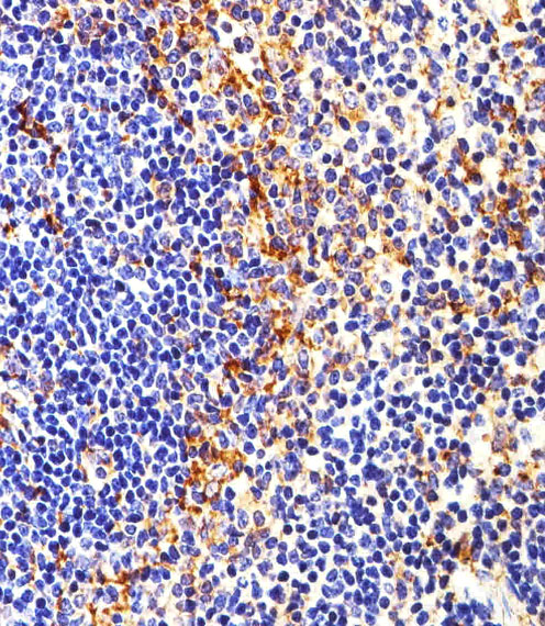 m00684 2 anti fyn antibody ihc p testing 3