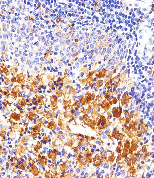 m00684 2 anti fyn antibody ihc p testing 4