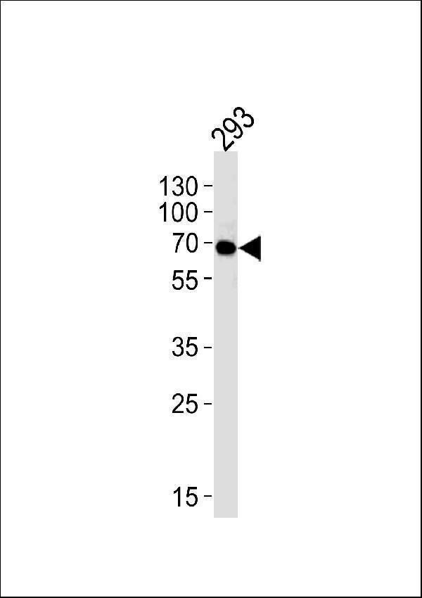 m00684 2 anti fyn antibody wb testing 1