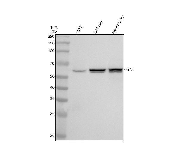 m00684 fyn primary antibodies wb testing 1