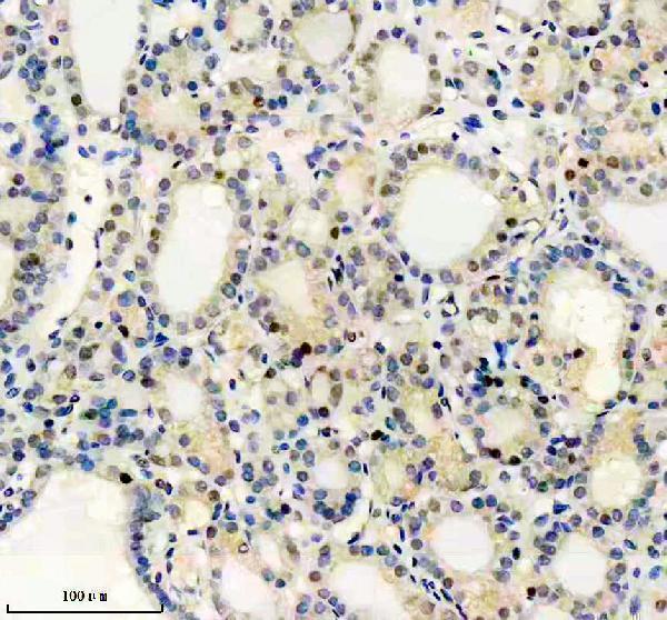 IHC analysis of Egr1 using anti-Egr1 antibody (M00687)