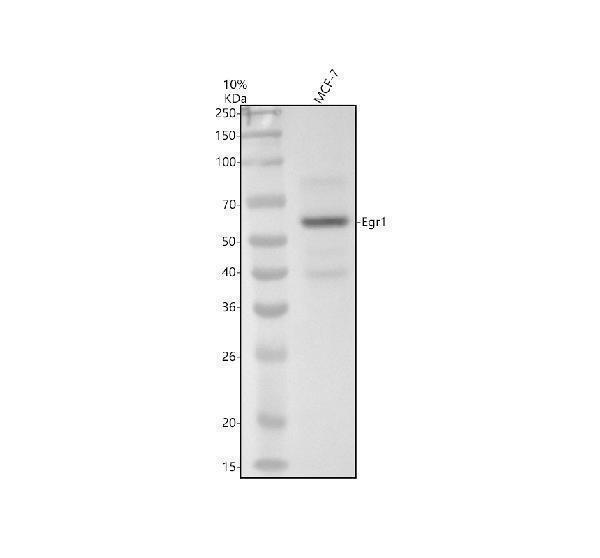 Western blot analysis of Egr1 using anti-Egr1 antibody (M00687)