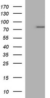 m00688 1 anti p73 tp73 mouse monoclonal antibody clone id oti1b5 wb testing 1