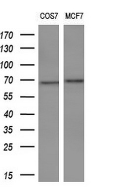 m00688 1 anti p73 tp73 mouse monoclonal antibody clone id oti1b5 wb testing 2