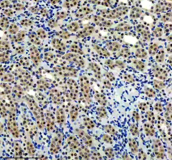 m00688 tp73 primary antibodies ihc testing 5
