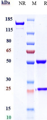 Anti-EphB4 Reference Antibody (VasGene patent anti-EphB4) on SDS-PAGE under reducing (R) condition