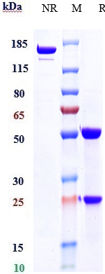 Anti-EphB4 Reference Antibody (Morphosys patent anti-EphB4) on SDS-PAGE under reducing (R) condition