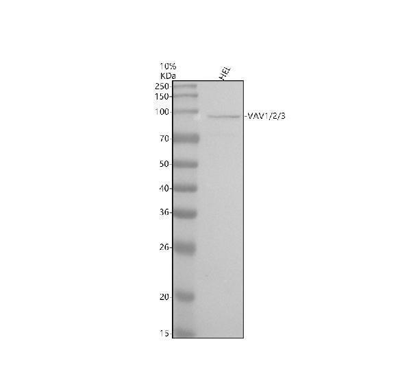 m00691 1 vav1 2 3 primary antibodies wb testing 1_1