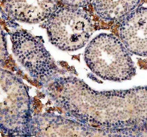 m00694 1 ercc2 primary antibodies ihc testing 3