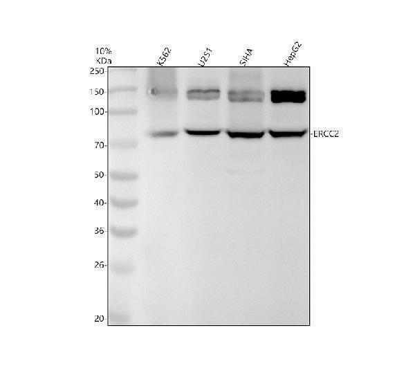 Western blot analysis of ERCC2 using anti-ERCC2 antibody (M00694-1)