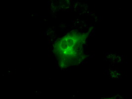 m00699 anti protein kinase a regulatory subunit i alpha prkar1a mouse monoclonal antibody clone id oti6c7 if testing 12