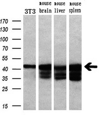 Western blot analysis of extracts (10ug) from a mouse cell line and 3 different mouse tissues by using anti-PRKAR1A monoclonal antibody (1:200)