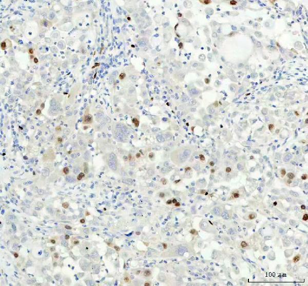 m00700 1 ccna2 primary antibodies ihc testing 4