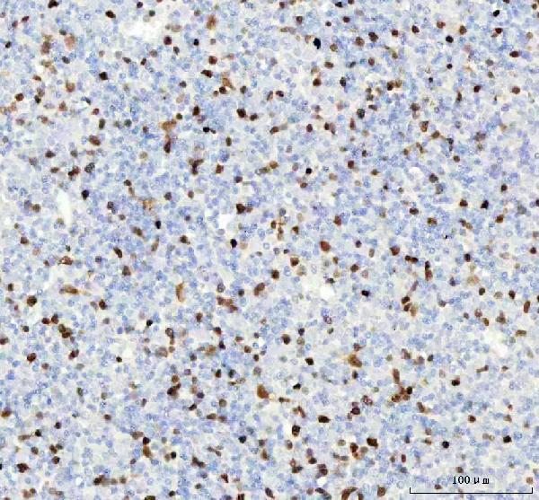 m00700 1 ccna2 primary antibodies ihc testing 5