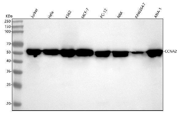  Western blot analysis of Cyclin A2 using anti-Cyclin A2 antibody (M00700-1)