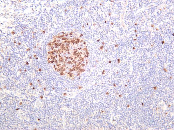 Human tonsil was stained with anti-Cyclin A2 rabbit antibody