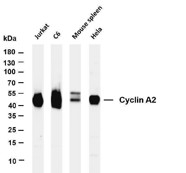 Various whole cell lysates were separated by 4-20% SDS-PAGE, and the membrane was blotted with anti-Cyclin A2 antibody