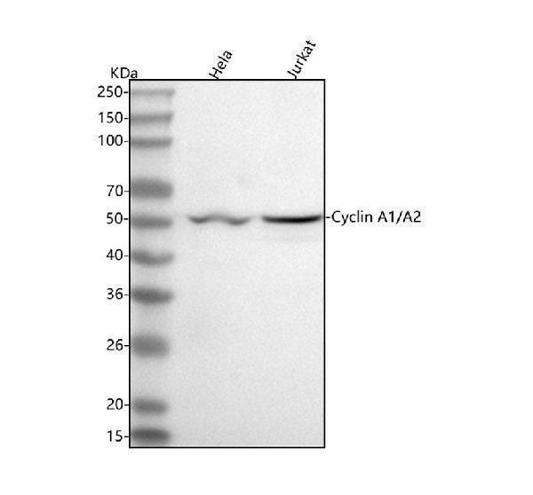 m00700 ccna2 primary antibodies wb testing 1