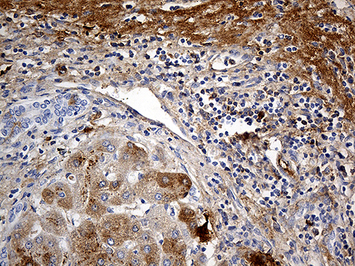 m00702 anti plasminogen plg mouse monoclonal antibody clone id oti4f5 ihc testing 4