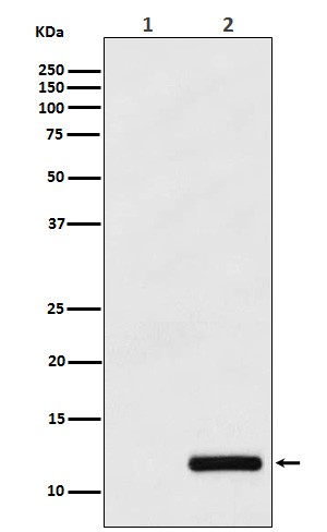 Western blot analysis of CCL4/MIP1 beta expression in (1) THP-1 cell lysate; (2) THP-1 cell treated with PMA+LPS+Brefeldin A