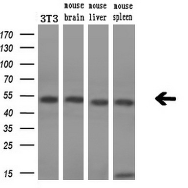 m00705 1 anti ssb mouse monoclonal antibody clone id oti1e11 wb testing 4