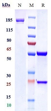 Anti-TrkA/NTRK1 Reference Antibody (GBR 900) on SDS-PAGE under reducing (R) condition
