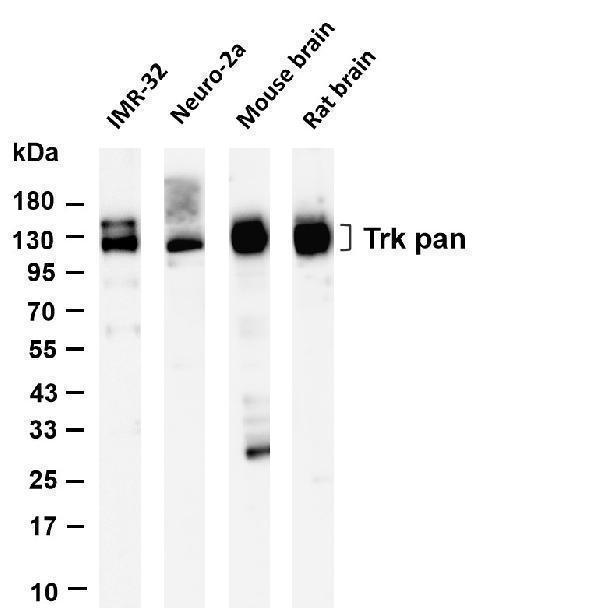 m00706 4 ntrk1 primary antibodies wb testing 1