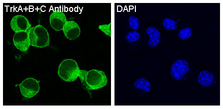Immunofluorescent analysis of Neuro-2a cells, using TrkA+B+C Antibody