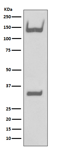 Western blot analysis of TrkA+B+C expression in Human fetal brain lysate