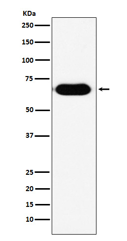 m00707 wb_1