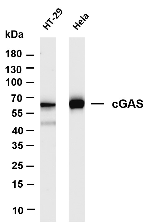 m00709 1 mb21d1 primary antibodies wb testing 1