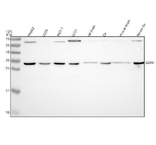 m00710 gdnf primary antibodies wb testing 1