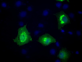 m00712 1 anti mcl1 mouse monoclonal antibody clone id oti10f6 if testing 10