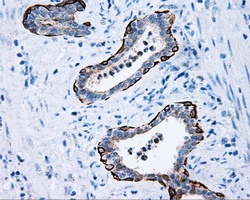 m00712 1 anti mcl1 mouse monoclonal antibody clone id oti10f6 ihc testing 6