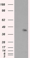 m00712 1 anti mcl1 mouse monoclonal antibody clone id oti10f6 wb testing 1