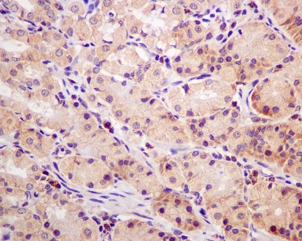 m00712 ihc