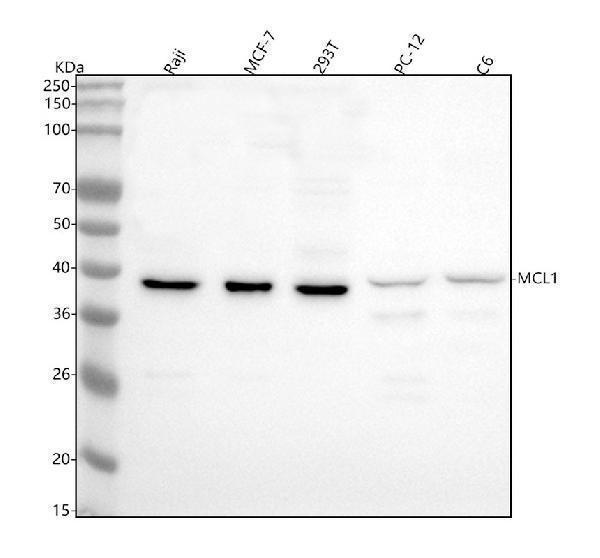  Western blot analysis of MCL1 using anti-MCL1 antibody (M00712)