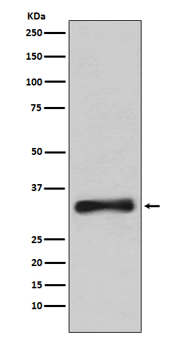 m00714 1 wb