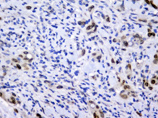 m00714 emerin primary antibodies ihc testing 3