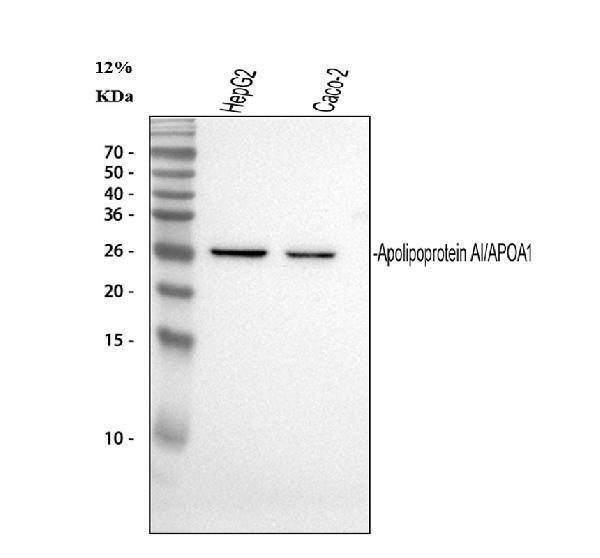 m00717 1 apoa1 primary antibodies wb testing 1