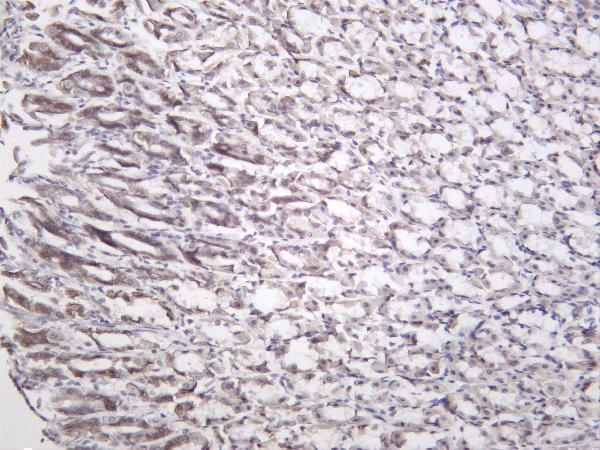 Mouse stomach was stained with anti-Mucin 5AC rabbit antibody