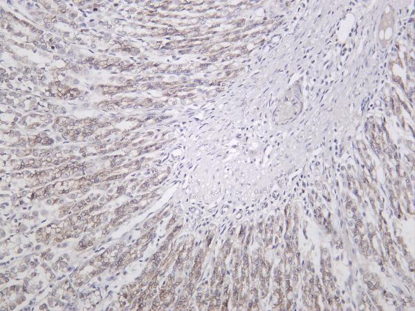 Rat stomach was stained with anti-Mucin 5AC rabbit antibody