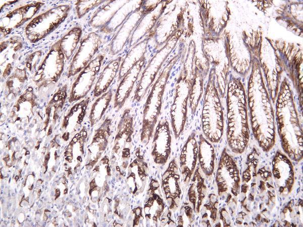 Human stomach was stained with anti-Mucin 5AC rabbit antibody