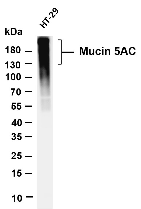 m00719 1 muc5b primary antibodies wb testing 1
