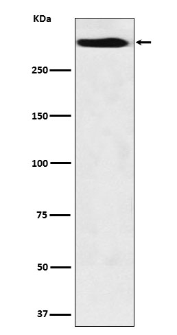 m00719 wb